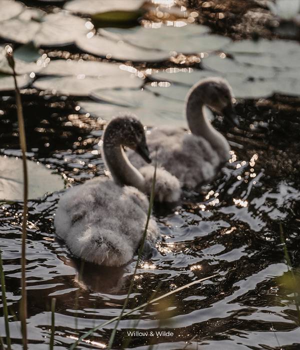 Kinmount House Swans Babies