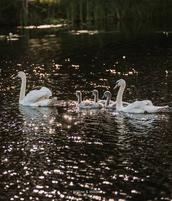 Kinmount House Swans